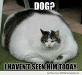 dog.jpg