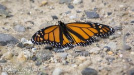 DSC_3508 low res.jpg