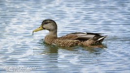 DSC_3516 low res.jpg