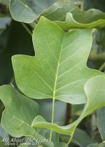 DSC_3535 low res.jpg