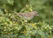 DSC_3540 low res.jpg