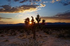 Joshua Tree Sunset 2-2.jpg