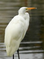 Egret.jpg