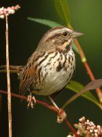 Sparrow2.jpg