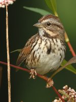 Sparrow3.jpg