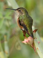 Hummer3.jpg