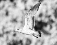 Gull-213.jpg