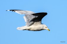 Gull-210.jpg