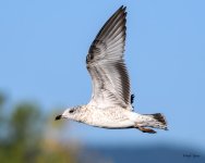 Gull-211.jpg