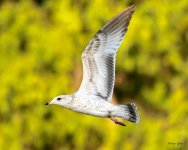 Gull-212.jpg