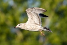 Gull-214.jpg