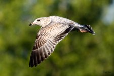 Gull-215.jpg