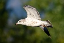 Gull-216.jpg