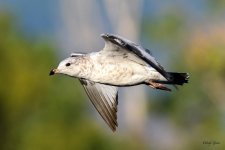 Gull-217.jpg