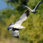 Gull-218.jpg