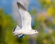 Gull-219.jpg