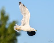 Gull-220.jpg