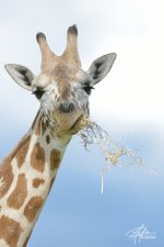 Giraffe-(900px).jpg