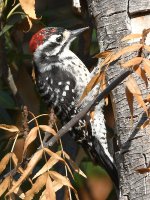Woodpecker.jpg