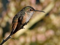 Hummer.jpg