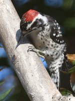 Woodpecker2.jpg