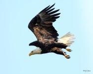 BaldEagle-221.jpg