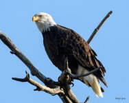 BaldEagle-224.jpg