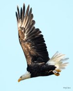 BaldEagle-220.jpg