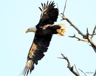 BaldEagle-222.jpg
