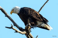 BaldEagle-223.jpg