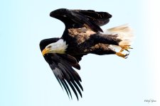 BaldEagle-250.jpg