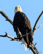 BaldEagle-227.jpg