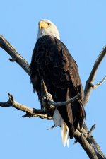 BaldEagle-228.jpg