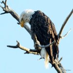 BaldEagle-229.jpg