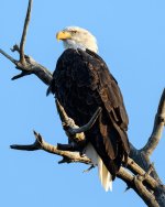 BaldEagle-232.jpg