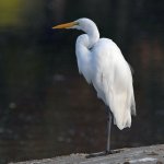 Egret.jpg