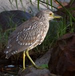 Heron3.jpg