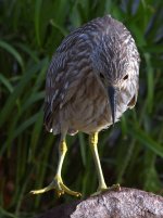 Heron4.jpg