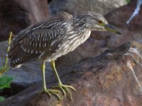 Heron8.jpg