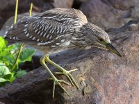 Heron10.jpg