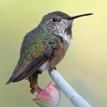 Hummer.jpg