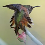Hummer4.jpg