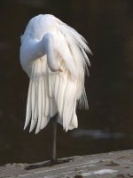 Egret2.jpg