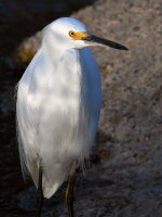 Egret3.jpg