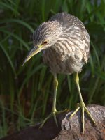 Heron5.jpg