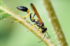 Wasp-221.jpg