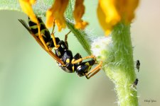 Wasp-222.jpg
