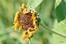 Sunflower-221.jpg