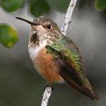 Hummer2.jpg