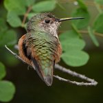 Hummer3.jpg